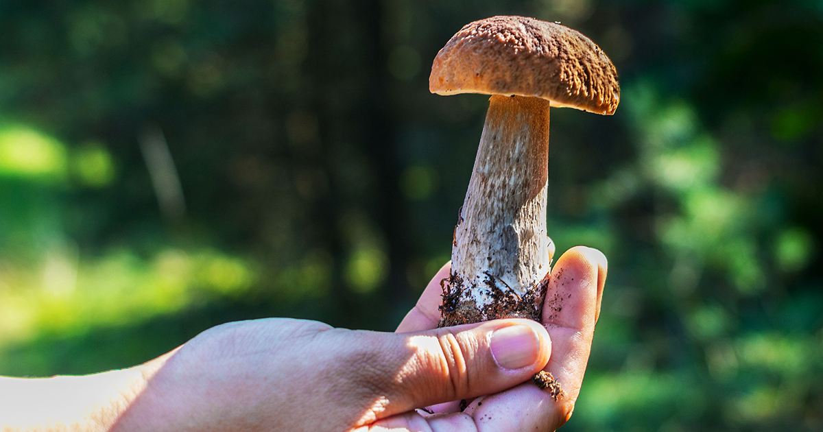 Eerste hulp bij het eten van giftige champignons | Rode Kruis